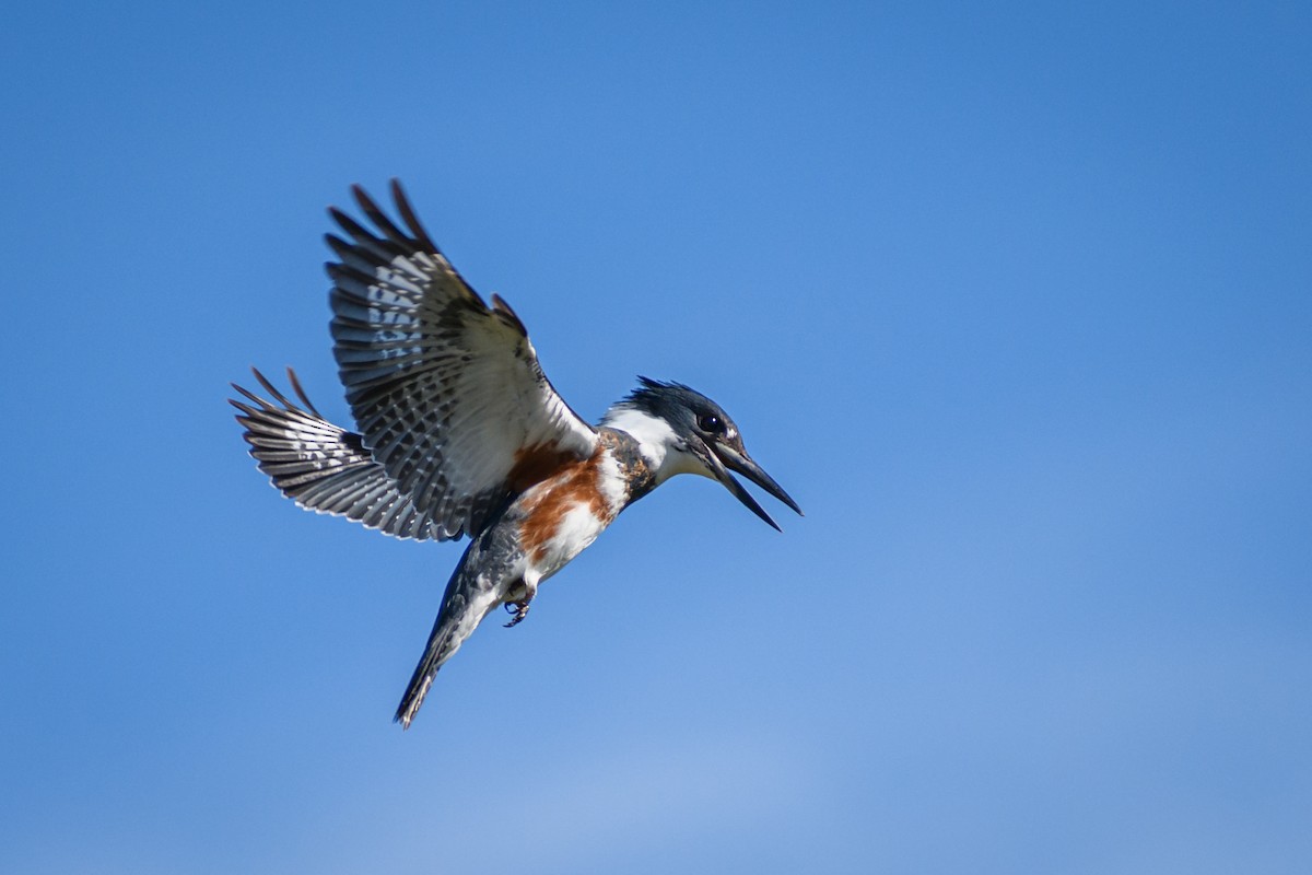 Belted Kingfisher - Eric Link