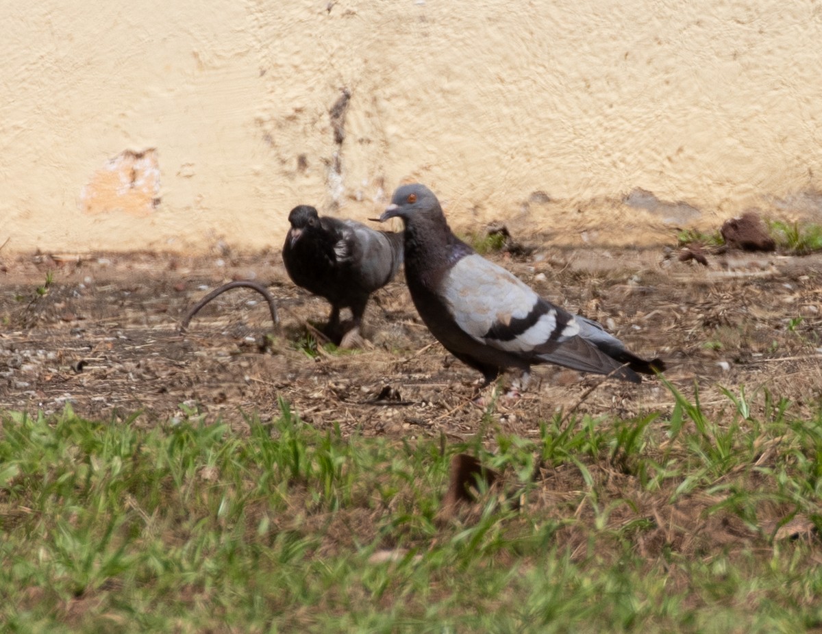 Rock Pigeon (Feral Pigeon) - ML392366401