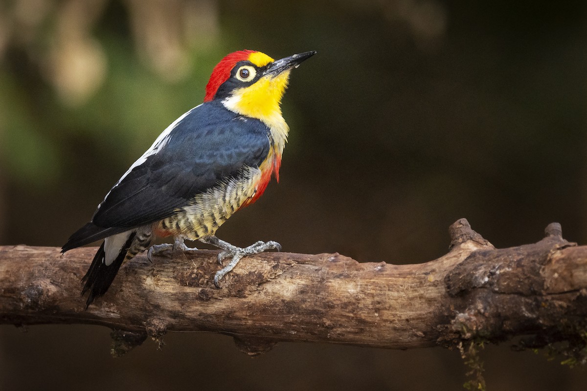 Yellow-fronted Woodpecker - ML392366451