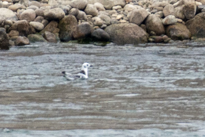 Mouette tridactyle - ML392380611