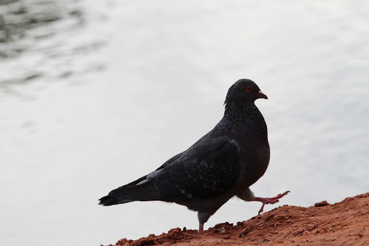 Rock Pigeon (Feral Pigeon) - ML392382631