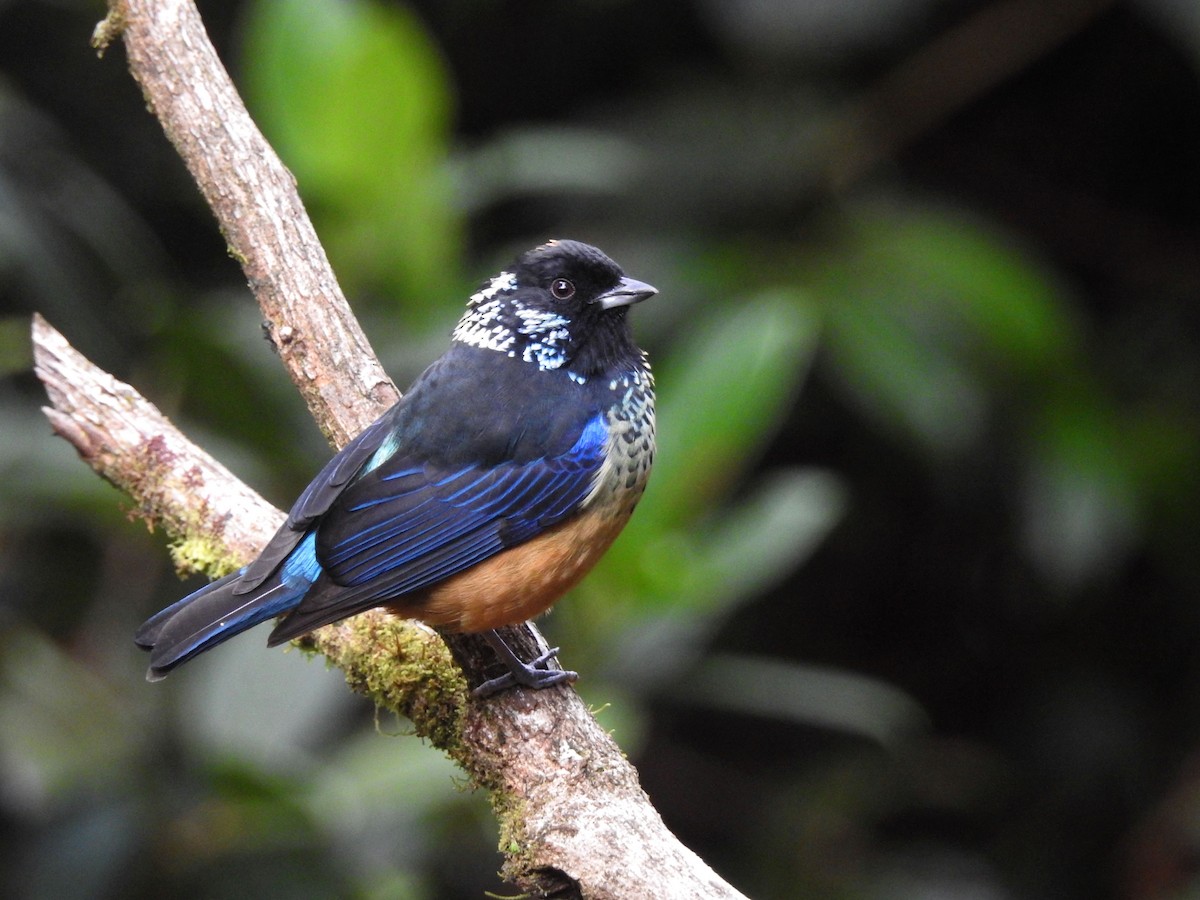Spangle-cheeked Tanager - Mercedes Alpizar