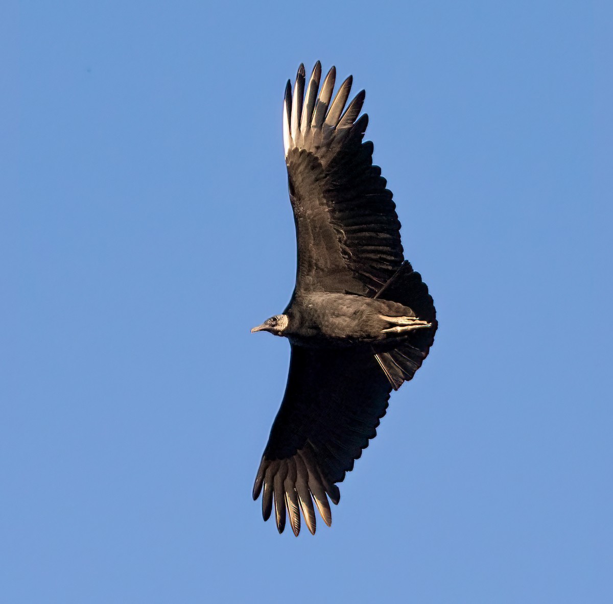 Black Vulture - Iris Kilpatrick
