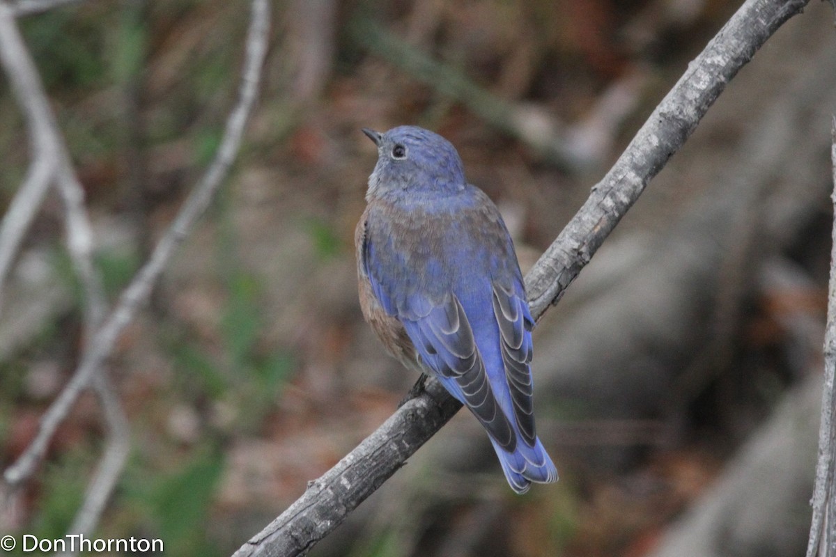 Western Bluebird - margeNdon thornton