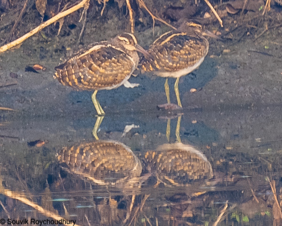 Greater Painted-Snipe - ML392387761