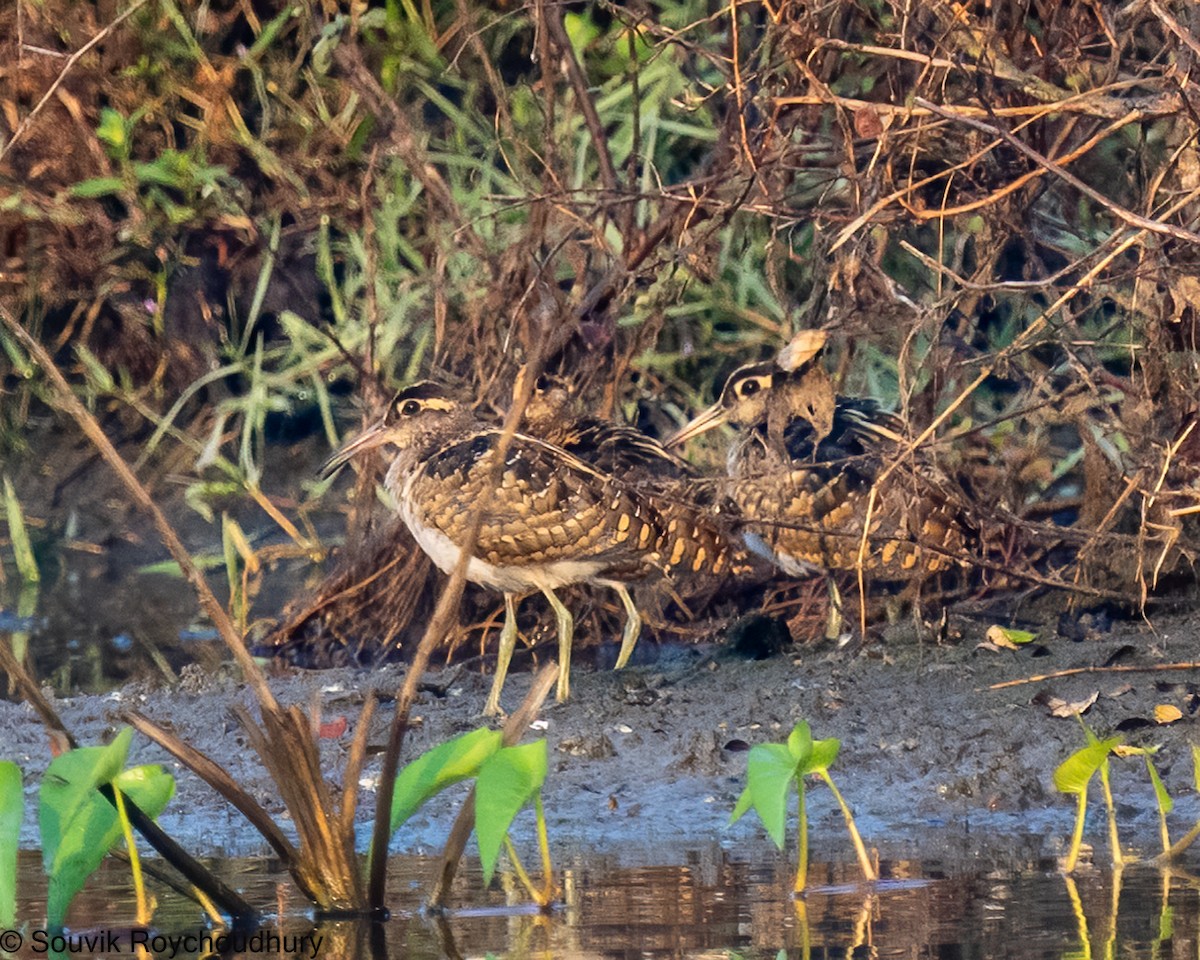 Greater Painted-Snipe - ML392387791