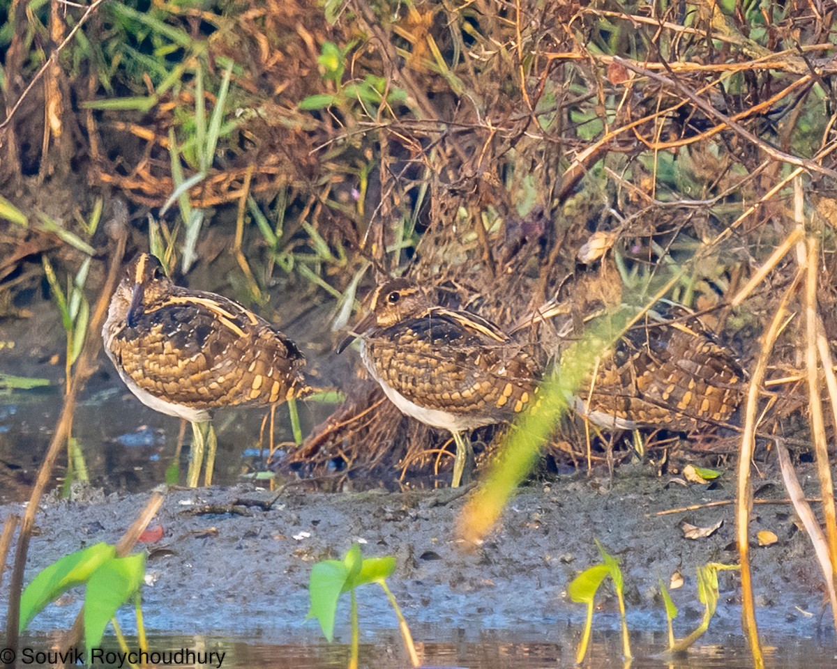 Greater Painted-Snipe - ML392387801