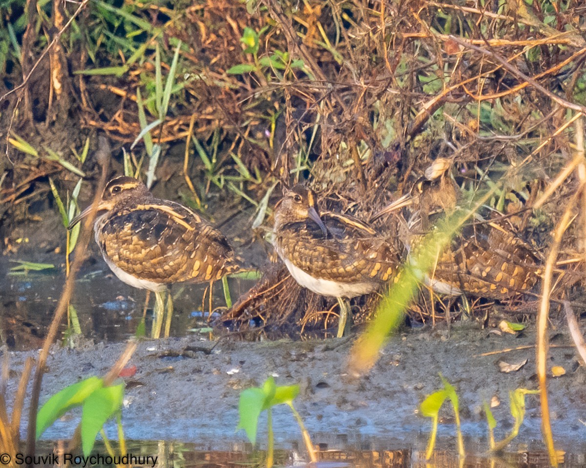Greater Painted-Snipe - ML392387821