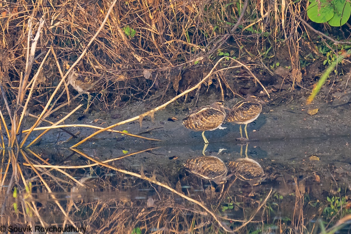 Greater Painted-Snipe - ML392387831