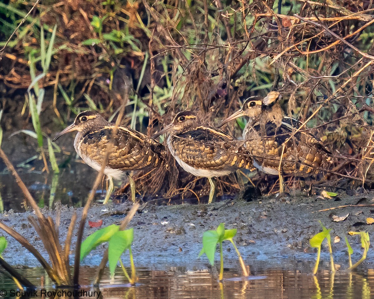 Greater Painted-Snipe - ML392387841