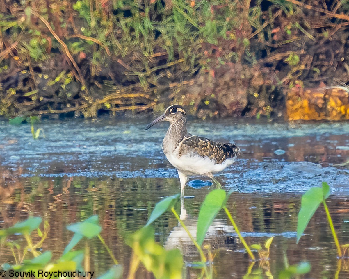 Greater Painted-Snipe - ML392387851