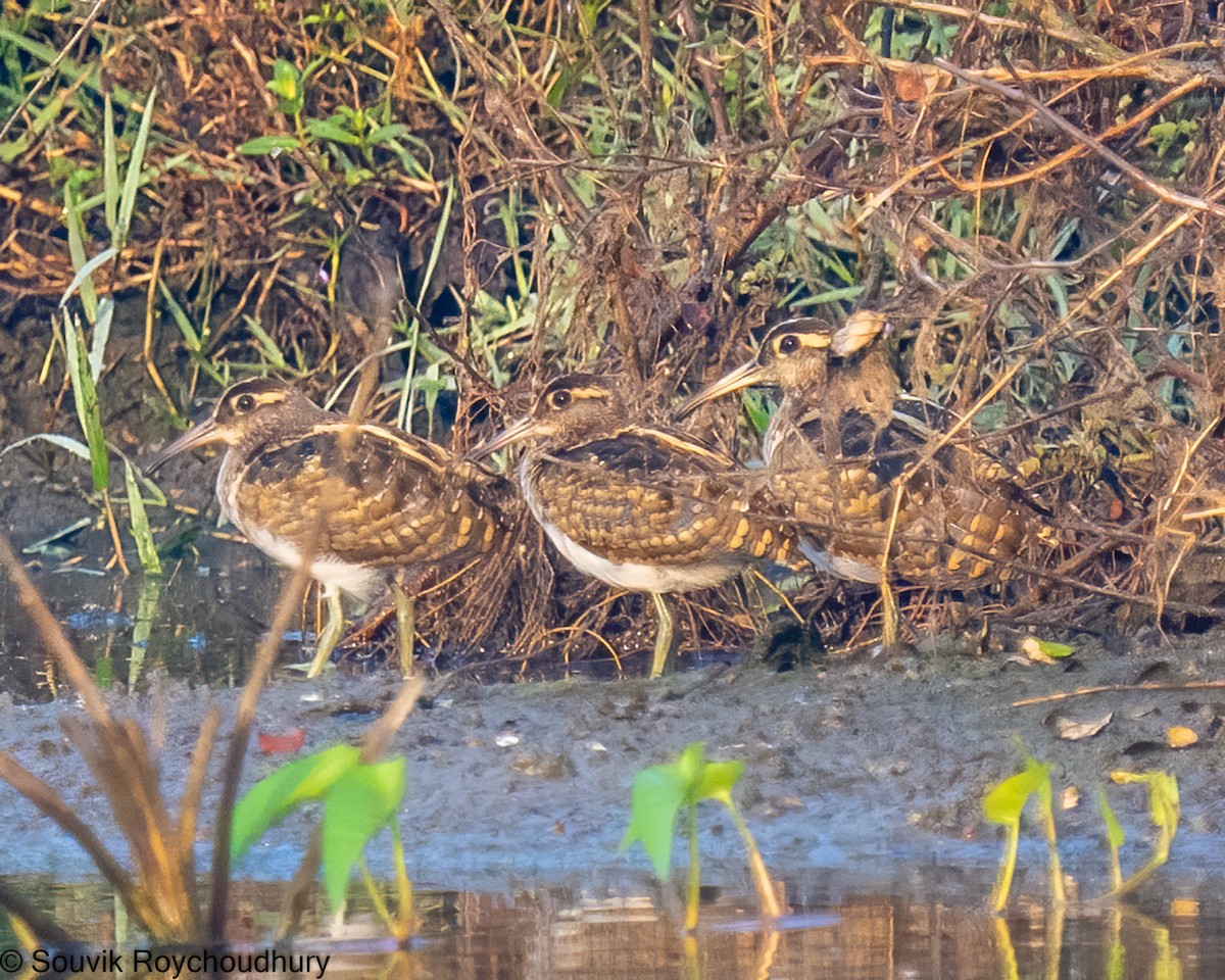 Greater Painted-Snipe - ML392387861