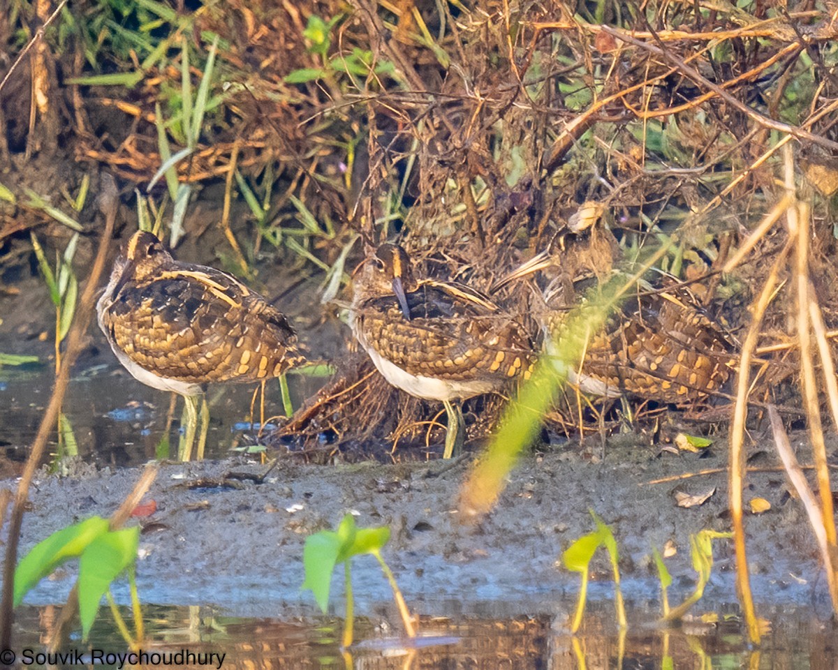 Greater Painted-Snipe - ML392387891