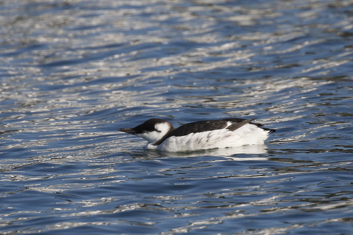 Common Murre - Ted Keyel