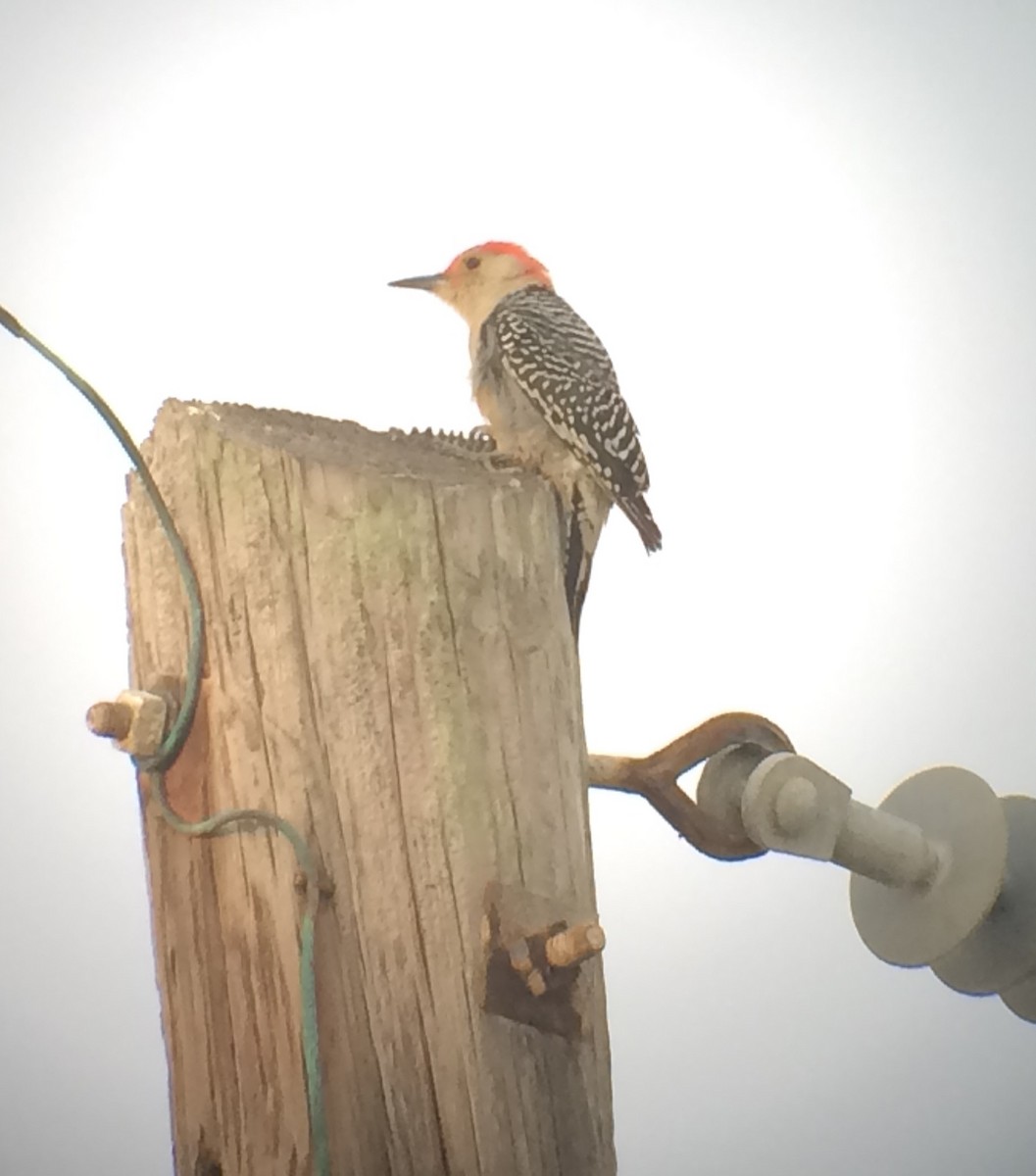Red-bellied Woodpecker - Susan Killeen