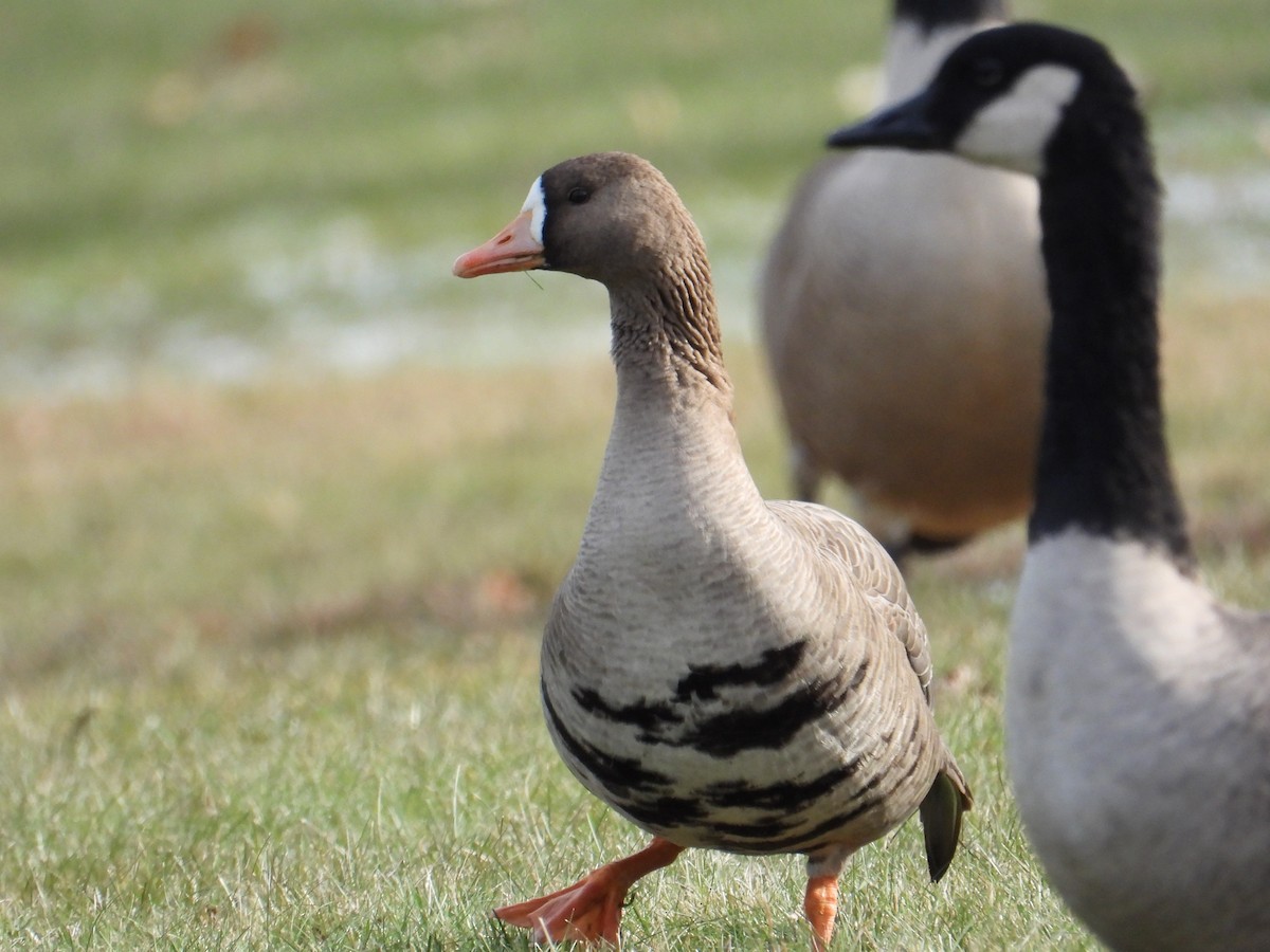 Greater White-fronted Goose - ML392393381