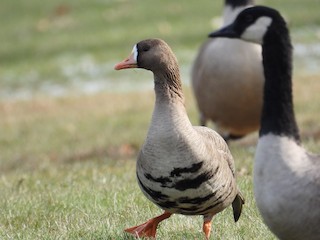 Greater White-fronted Goose, ML392393381