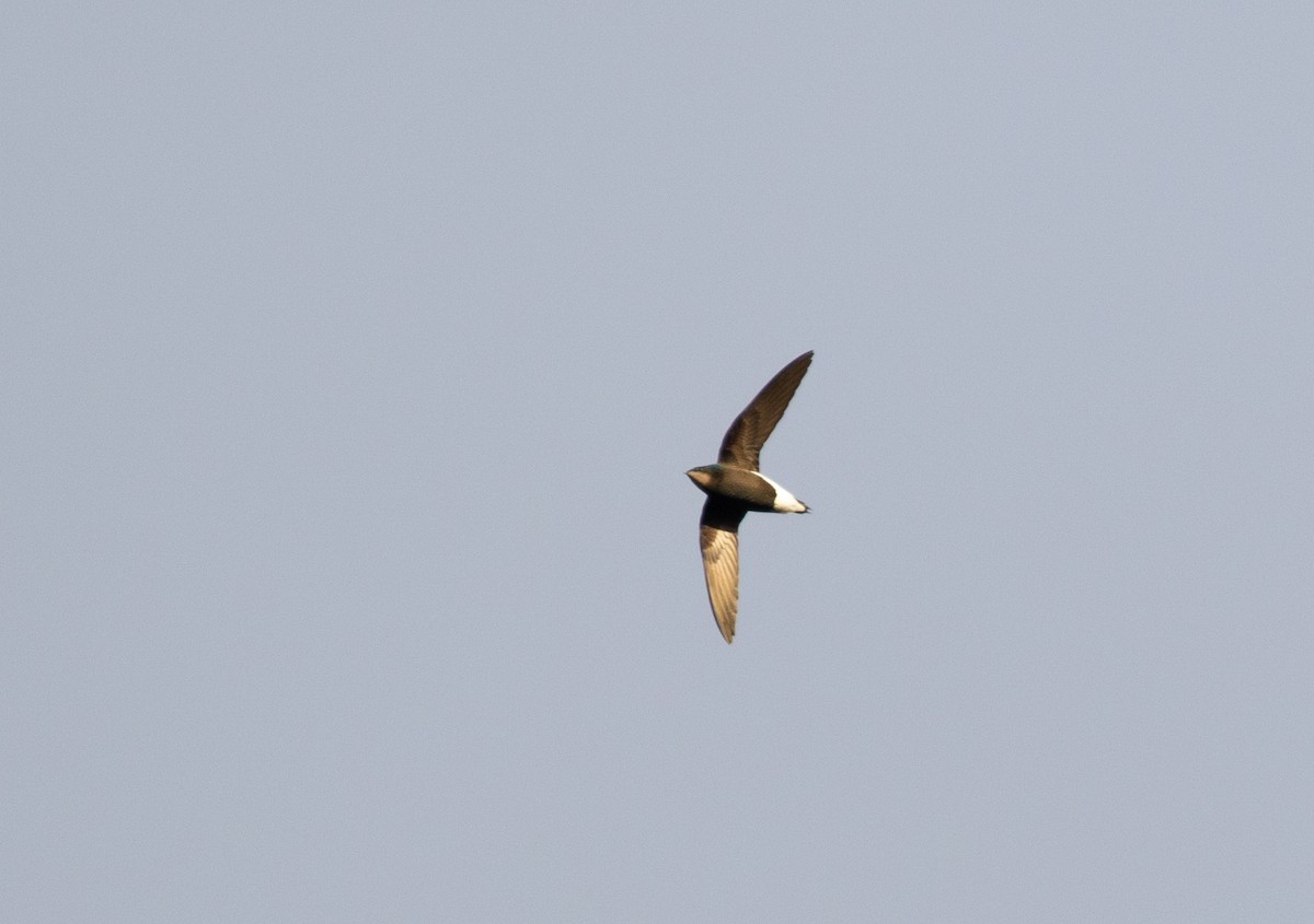 Silver-backed Needletail - Po-Wei Chi