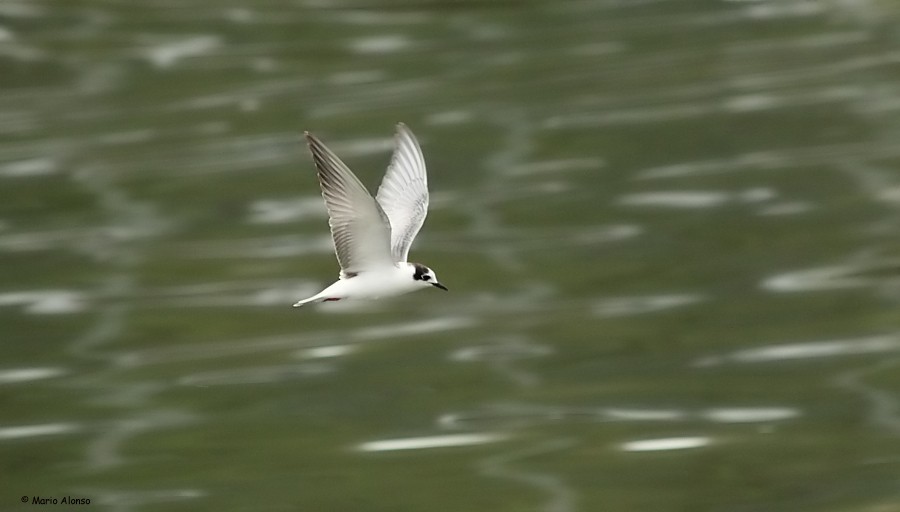 White-winged Tern - ML39239551