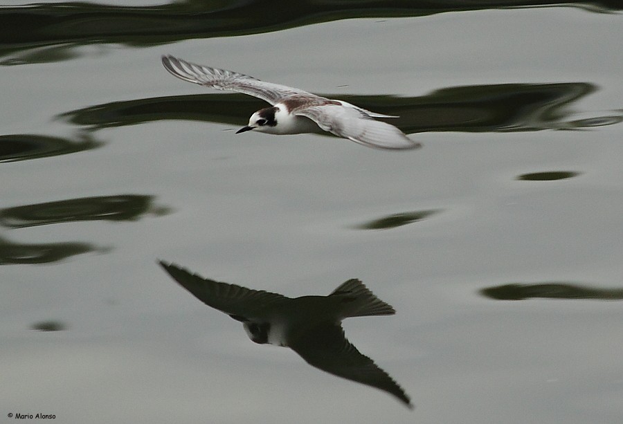 White-winged Tern - ML39239571