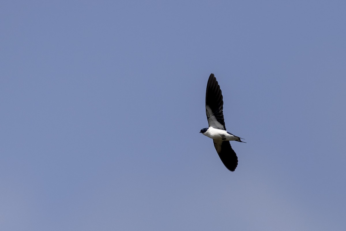 Pied-winged Swallow - Niall D Perrins