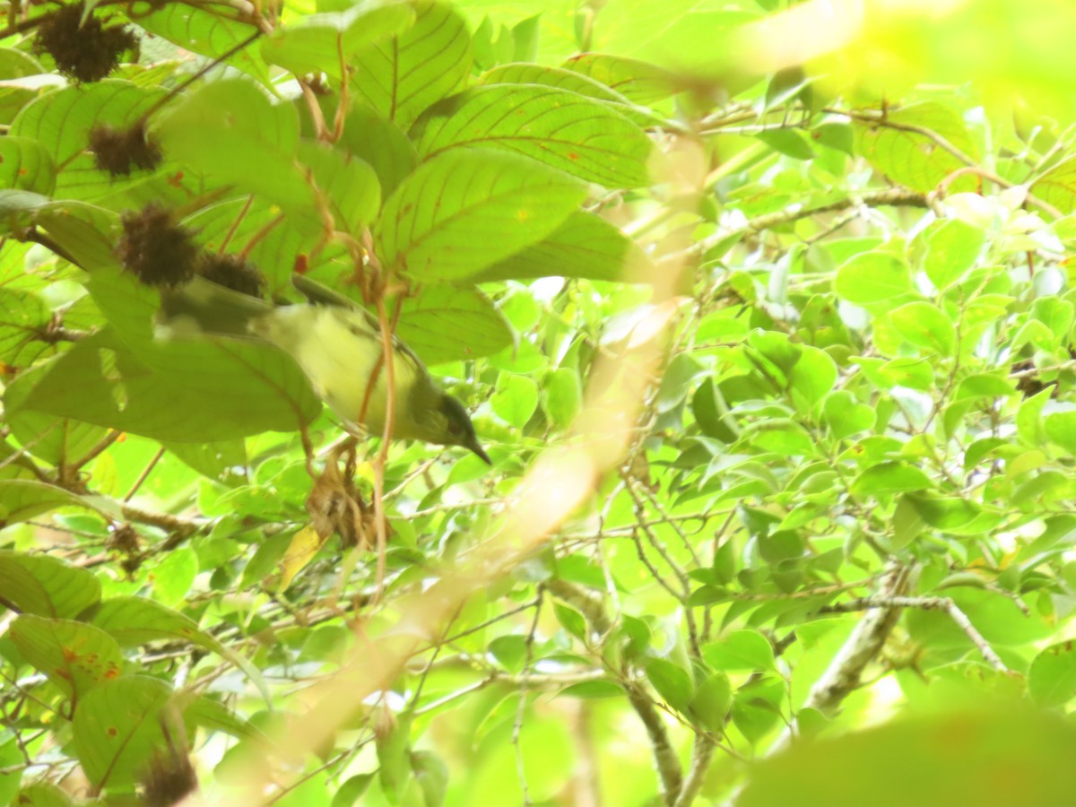 Black-crowned Babbler - ML392405391
