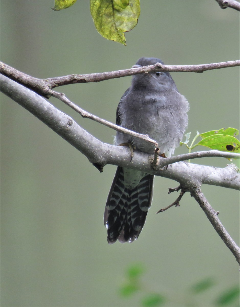 Gray-bellied Cuckoo - ML392405521