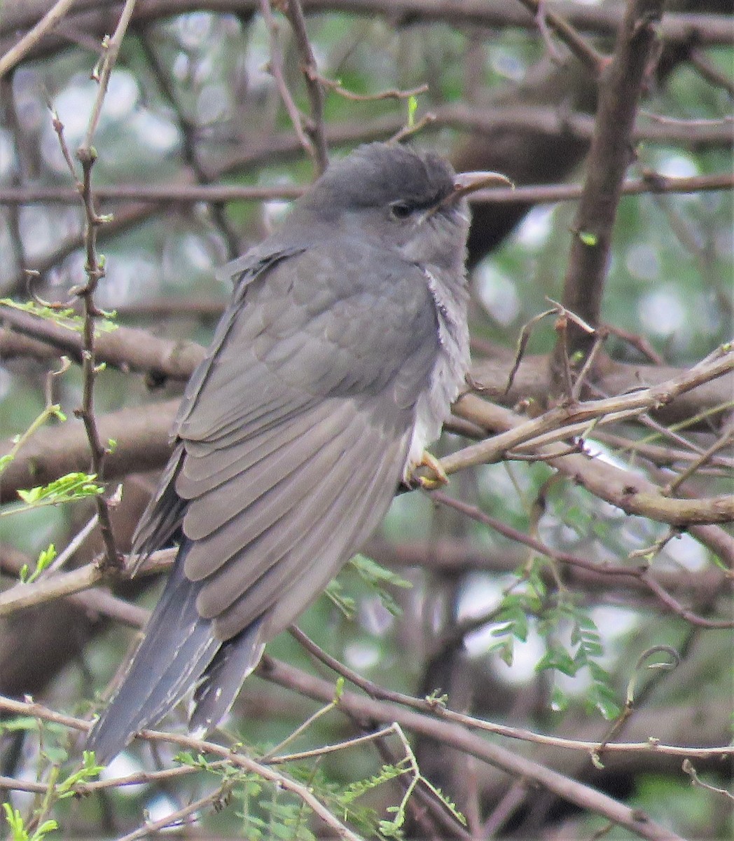 Gray-bellied Cuckoo - ML392405531