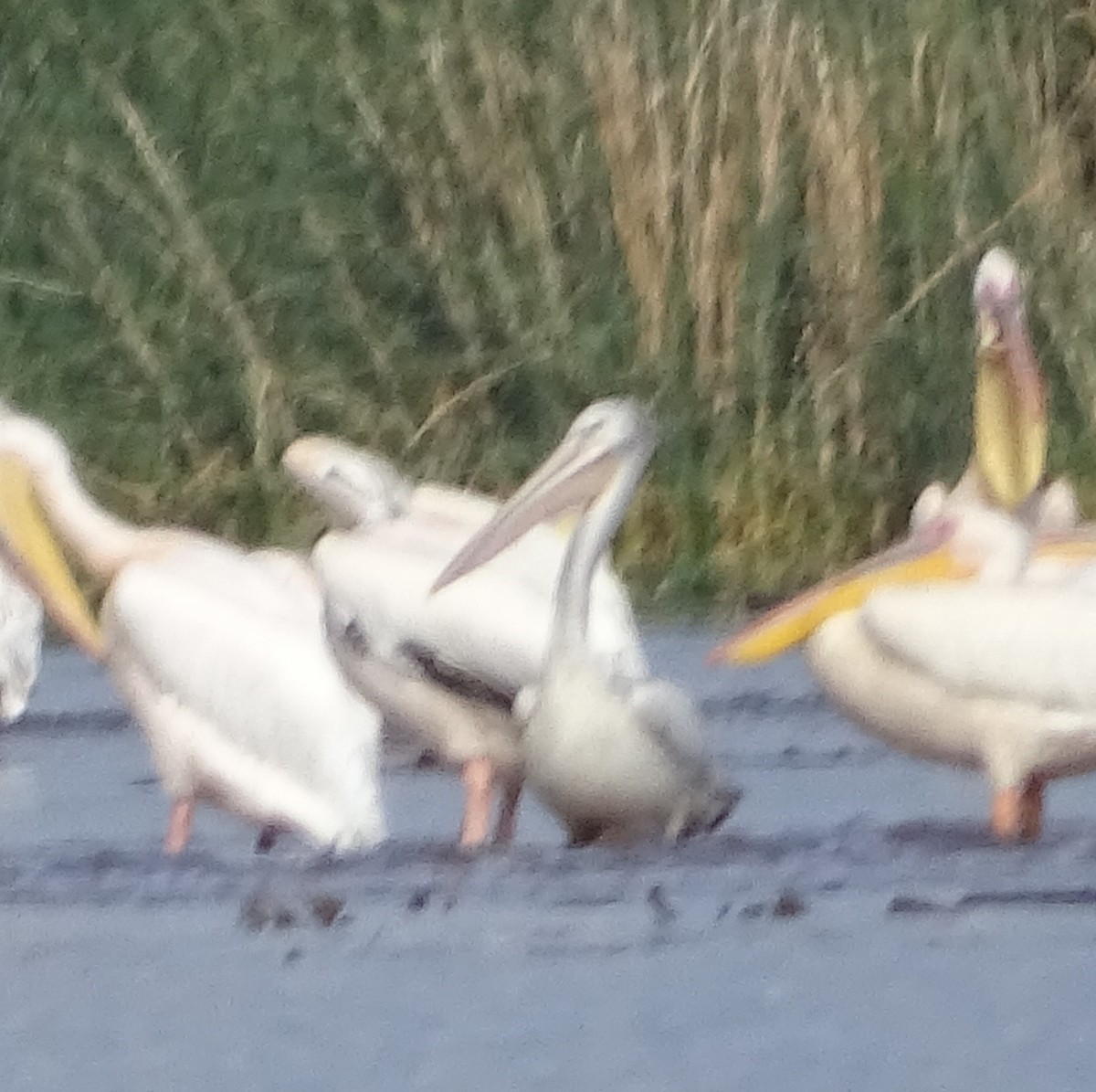 Pink-backed Pelican - ML392409521