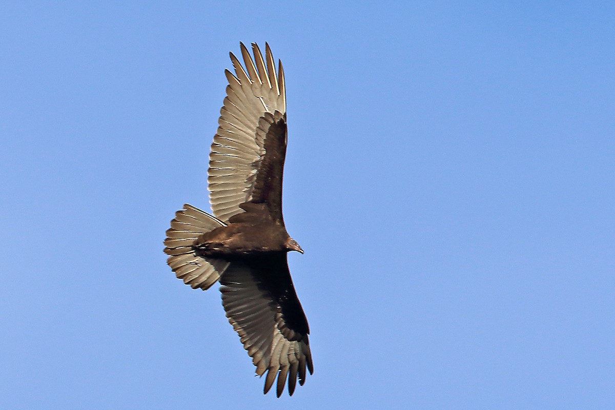 Turkey Vulture - Steve Raduns