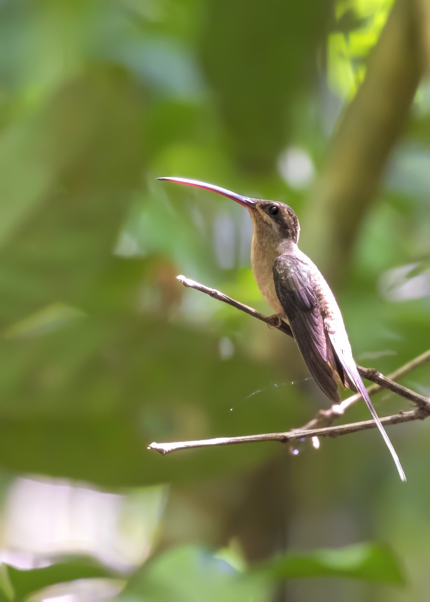 kolibřík šídlozobý - ML392410291