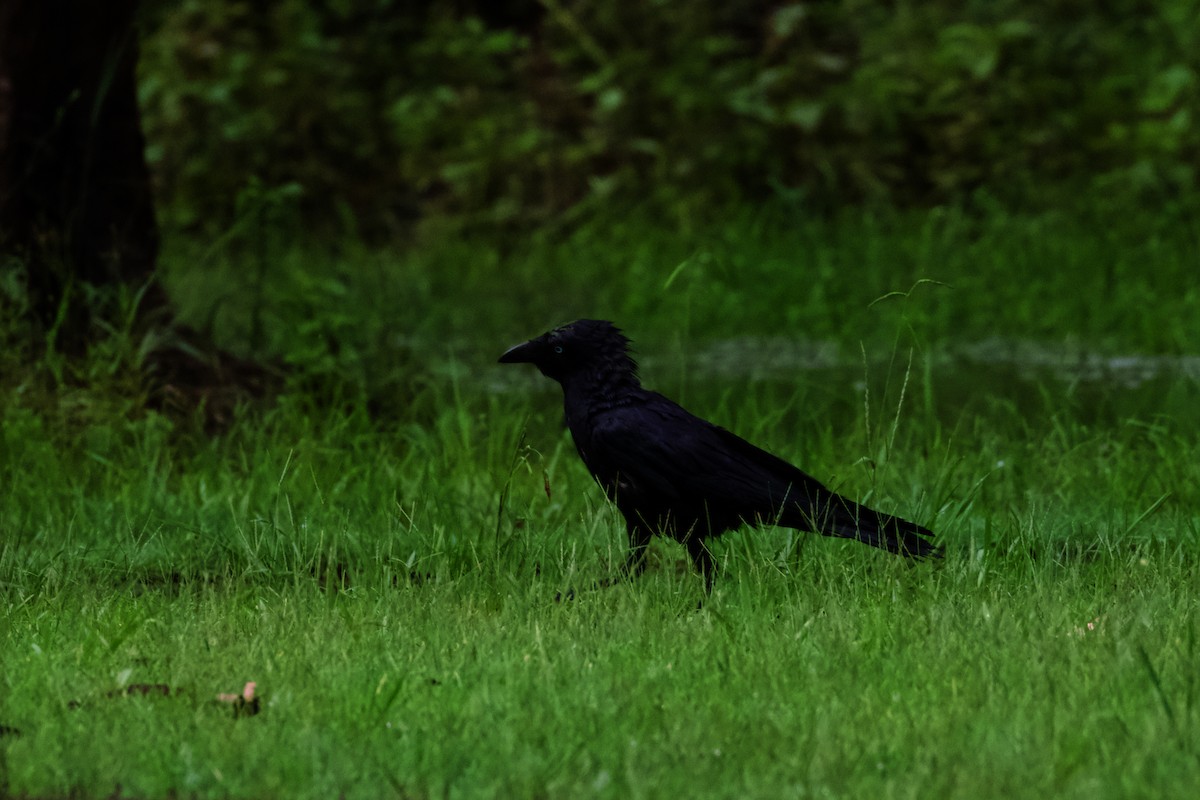 Torresian Crow - ML392413491