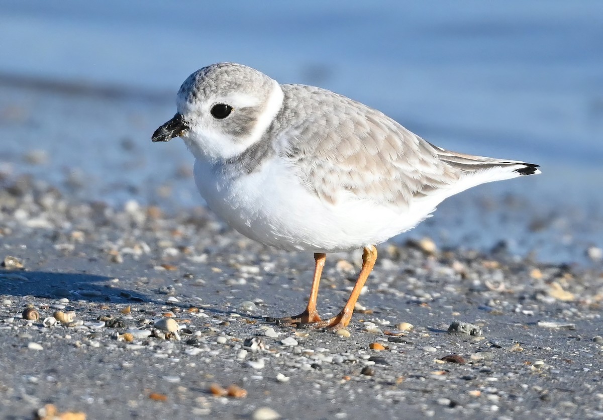 Piping Plover - ML392414741