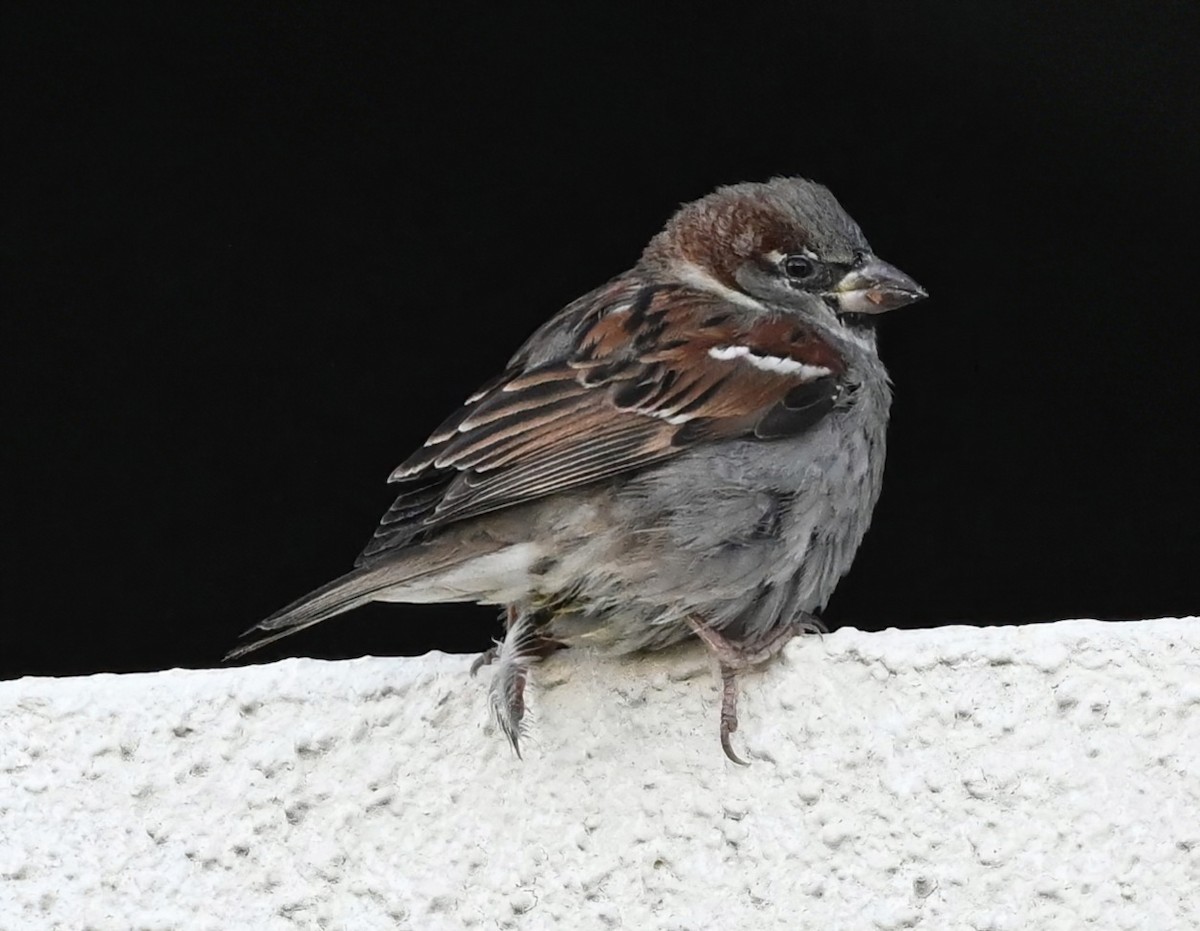 House Sparrow - Ann Stinely