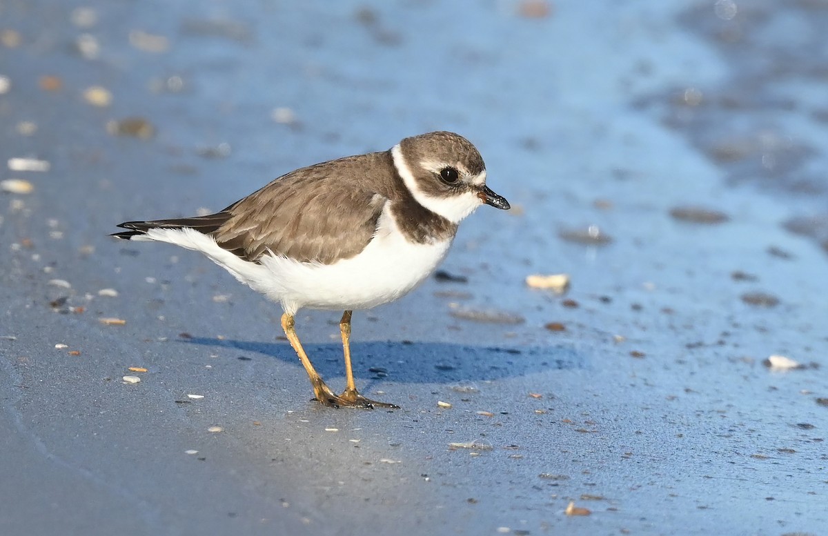 Semipalmated Plover - Ann Stinely