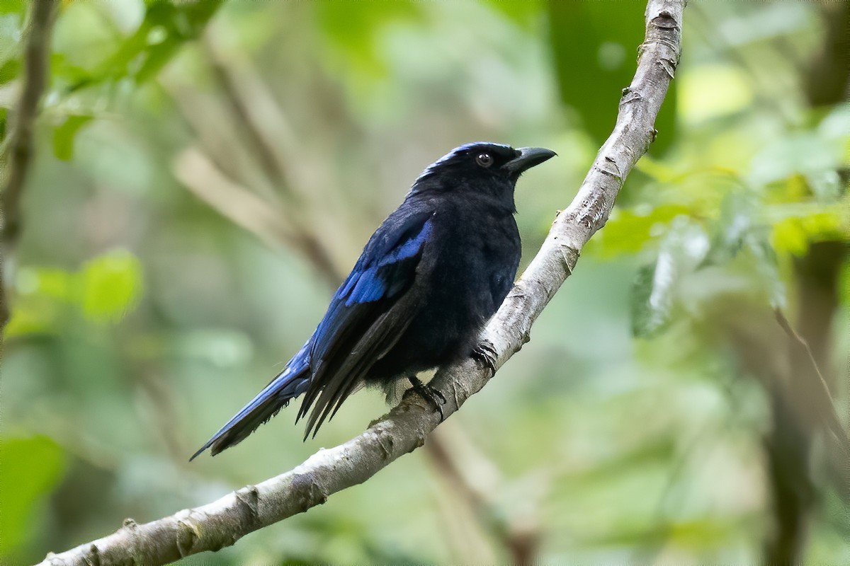 Philippine Fairy-bluebird - ML392416401
