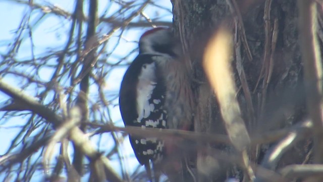 Middle Spotted Woodpecker - ML392416721