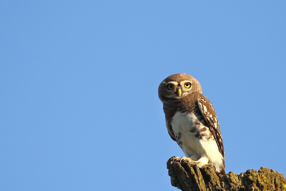 Forest Owlet - Tushar Tripathi