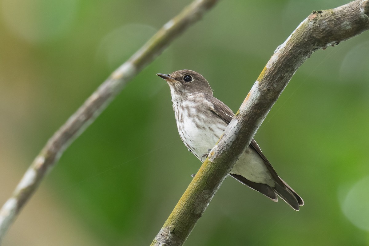 Gray-streaked Flycatcher - Francis Yap