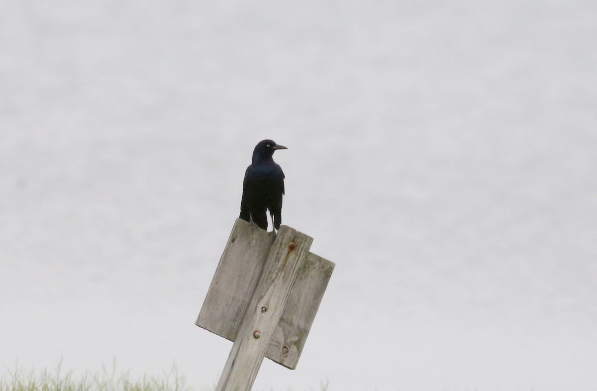 Boat-tailed Grackle - ML392422621
