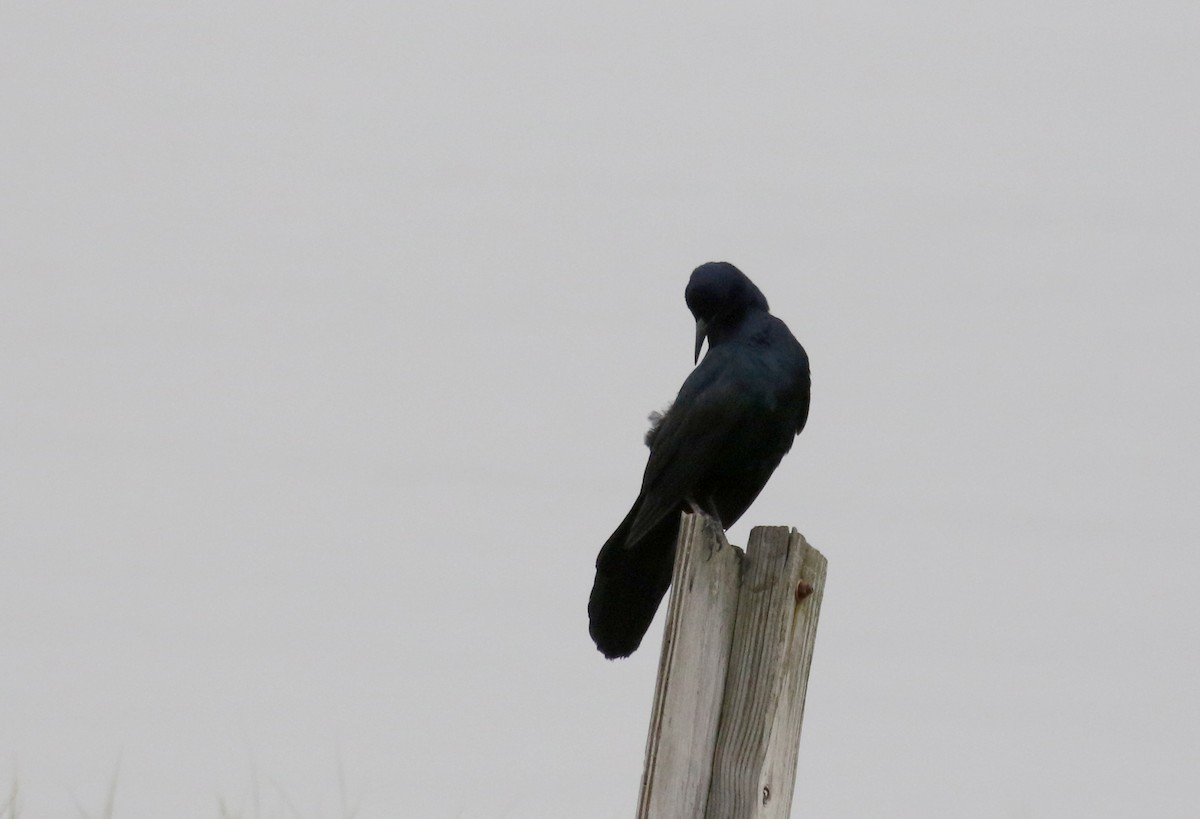 Boat-tailed Grackle - ML392422771