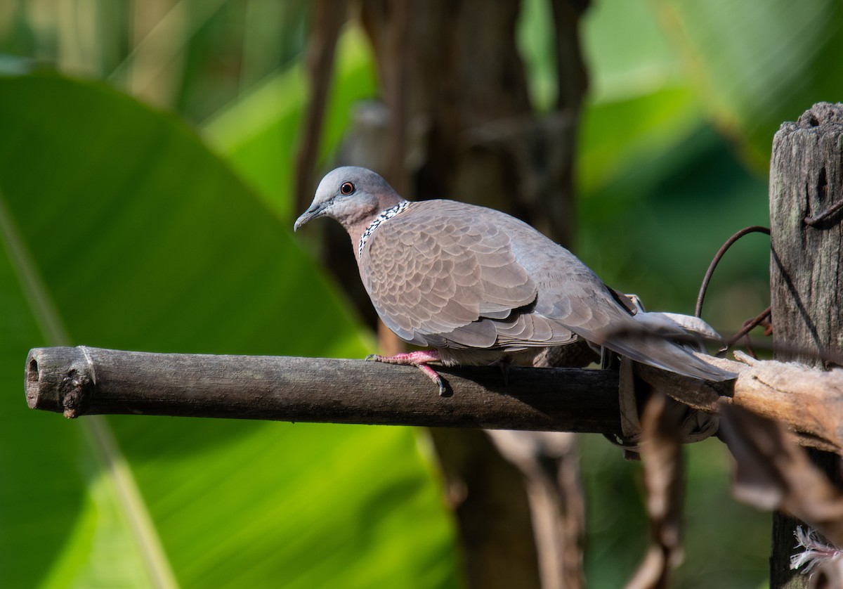 Spotted Dove - ML392425831