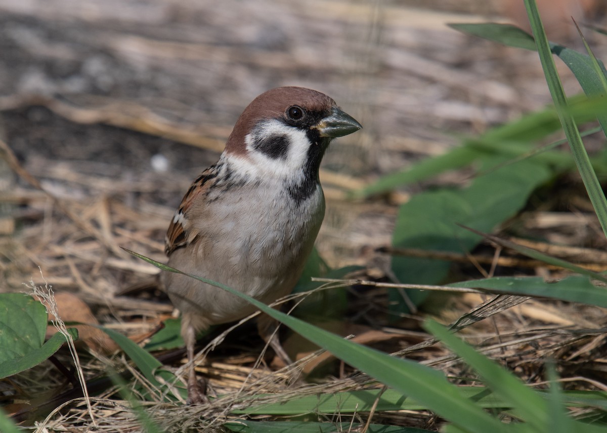 Eurasian Tree Sparrow - ML392426481