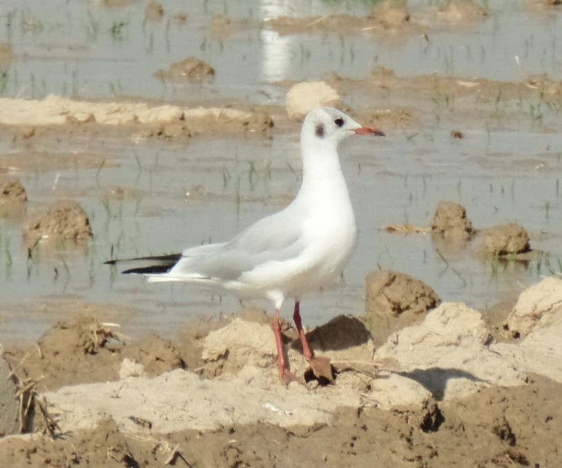 Mouette rieuse - ML392427471