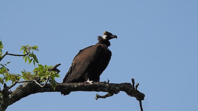 Cinereous Vulture - ML392428881