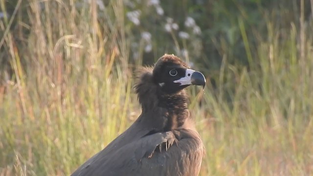 Cinereous Vulture - ML392428901