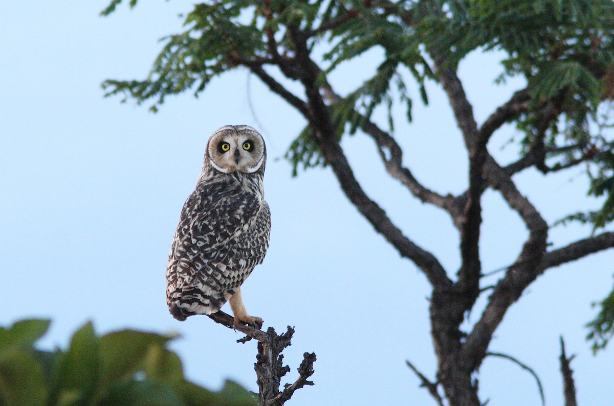 Short-eared Owl (South American) - ML392430941