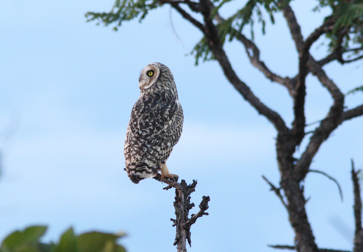 Short-eared Owl (South American) - ML392430991
