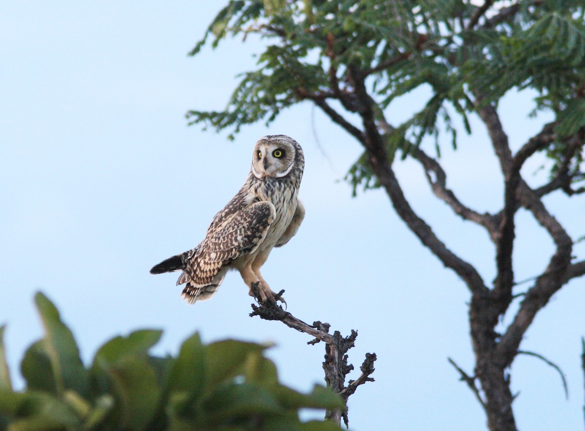 Short-eared Owl (South American) - ML392431071