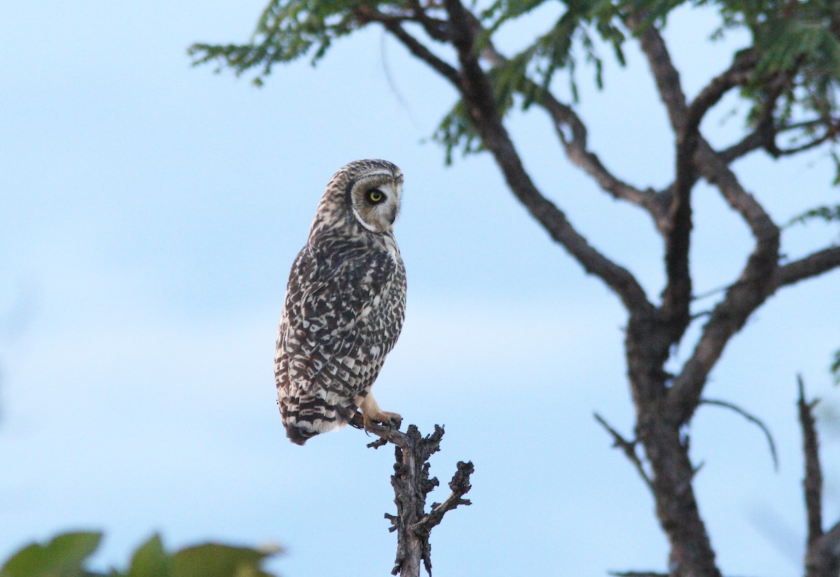 Short-eared Owl (South American) - ML392431121